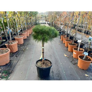 Borovica horská (Pinus mugo) ´VARELLA´ – výška 70-80 cm,  ⌀ 40-50 cm, kont. C4,5L - NA KMIENKU